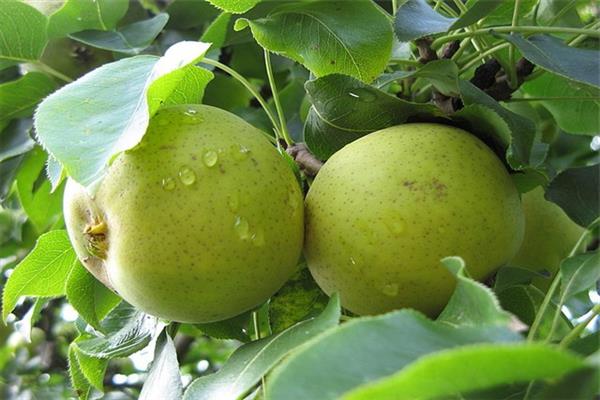 Pear Skorospelka Sverdlovsk photo