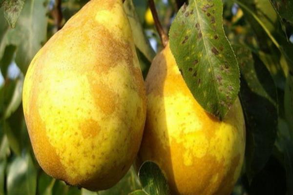 Pear Sochi pineapple photo