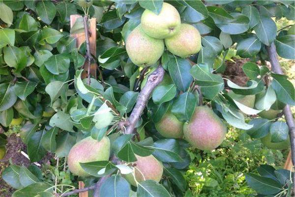 Pear Tikhonovka photo