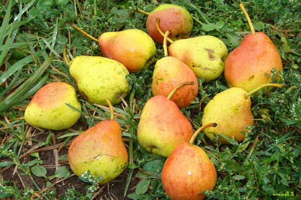 Pear Thin branch photo