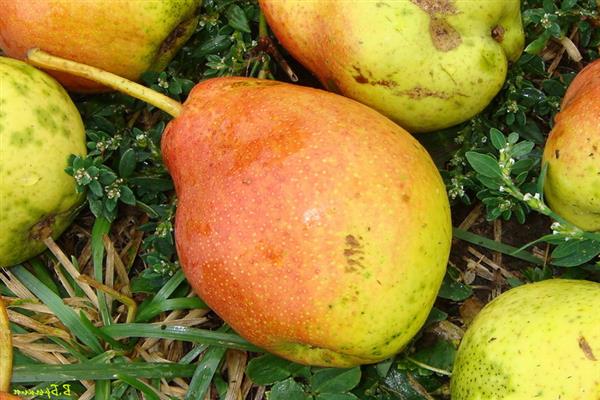 Pear Thin branch photo