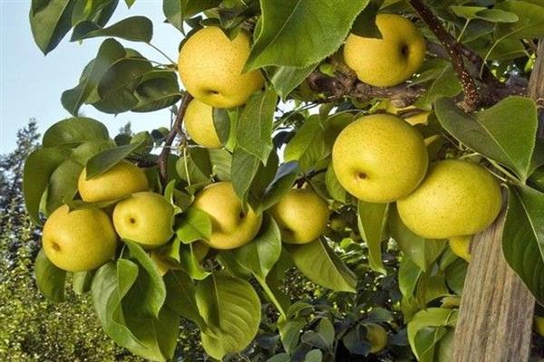 Pear Morning freshness photo