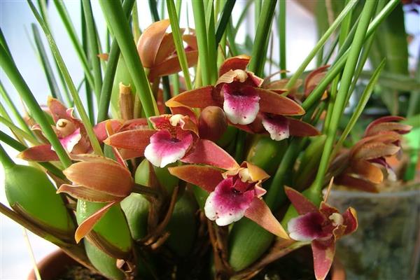 Larawan ni Maxillaria