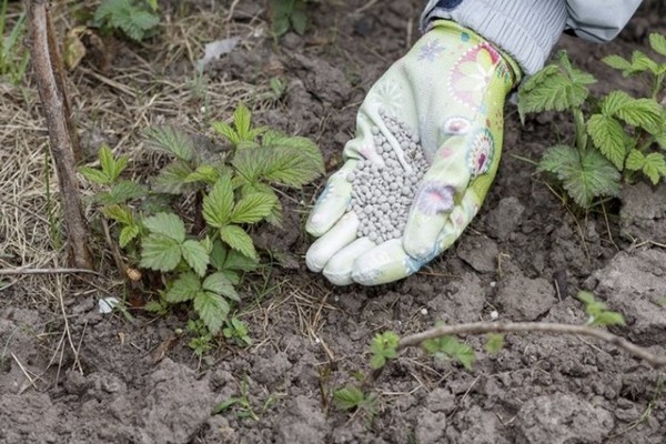 nourrir les mûres au printemps