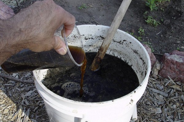 Brombeeren füttern