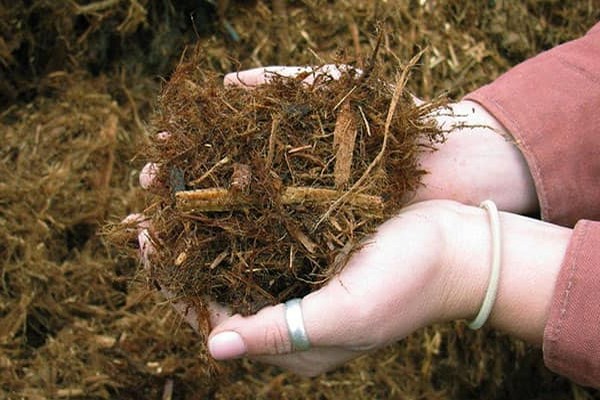 nourrir les mûres en automne