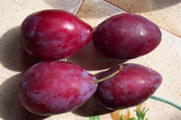 Plum Alexy litrato