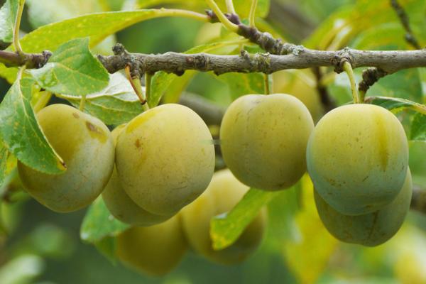 Pinagsamang bukirin ng Plum Renklode