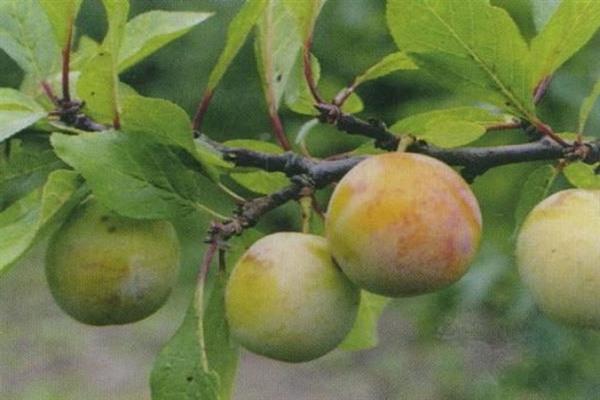 Plum Renklode Kuibyshevsky photo