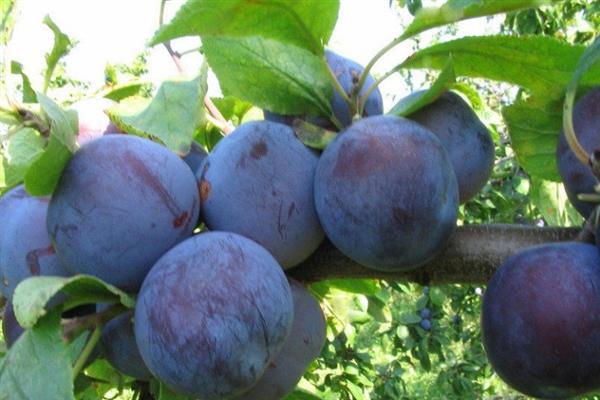 Pflaume Renklode sowjetisches Foto