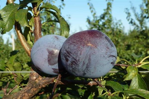 Plum Skorflixka bilog na larawan