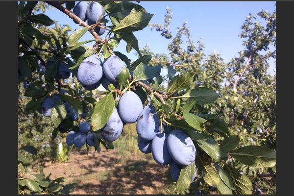 Plum Stanley