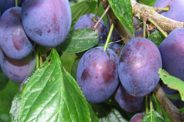 Plum Tenkovskaya dove photo