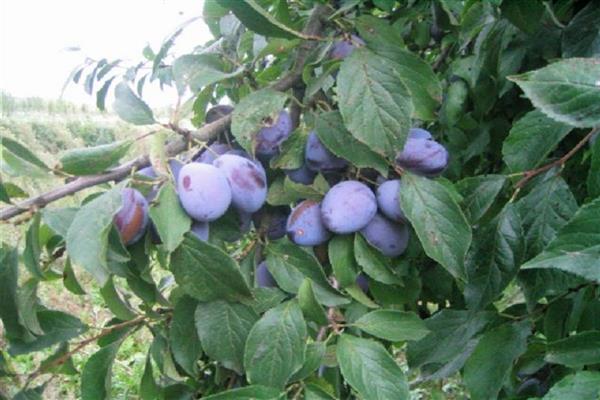 Plum Tenkovskaya blue photo