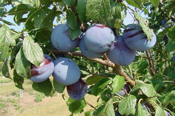 Maagang larawan ng Plum Zarechnaya