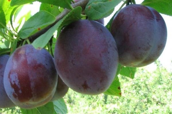 Larawan ng Plum Prikubanskaya