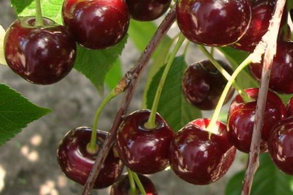 Altai cherry malaking larawan