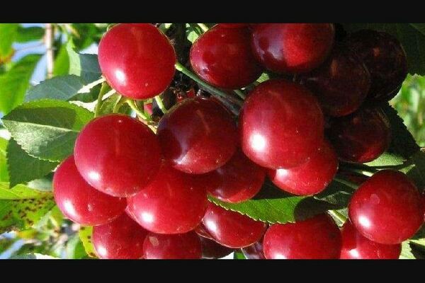 Cherry Altana