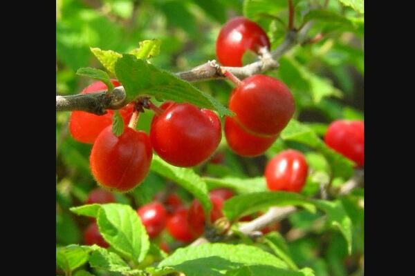 Cherry Altana