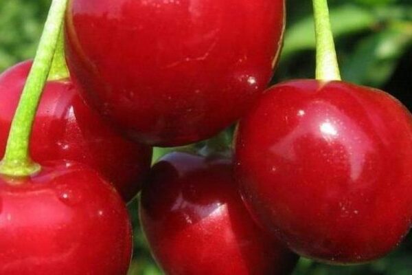 Cherry Annushka