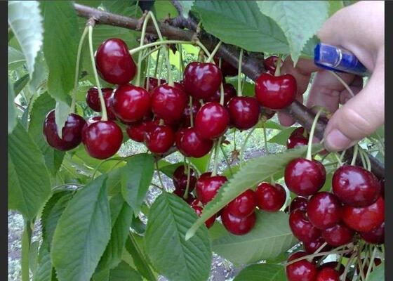 Cherry Annushka