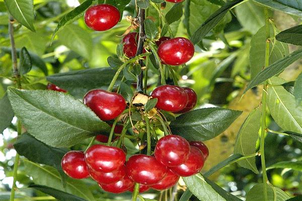 Cherry Crimson Foto