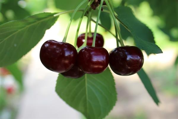 Cherry Dubovskaya malaking-prutas na larawan