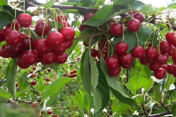 Cherry Garland