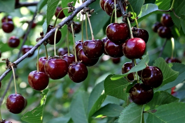 Cherry Garland