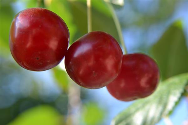 Cherry Gurtyevka photo