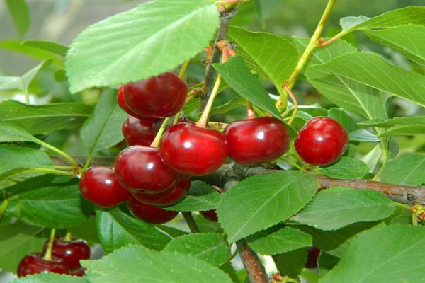 Cherry Irtysh photo