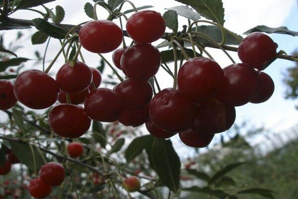 Cherry Sagana