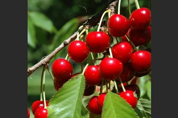 Cherry Sagana