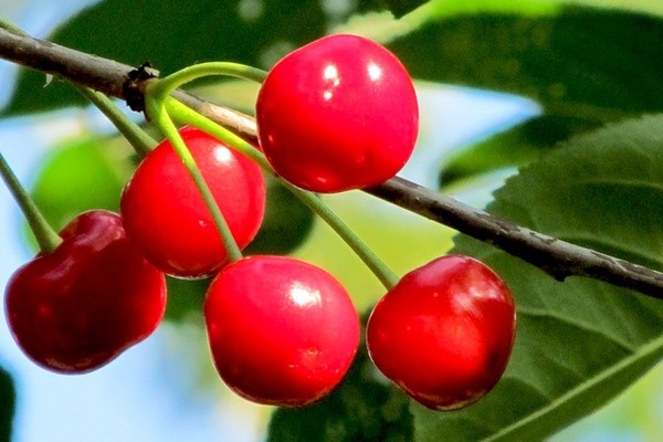 Cherry Abundant