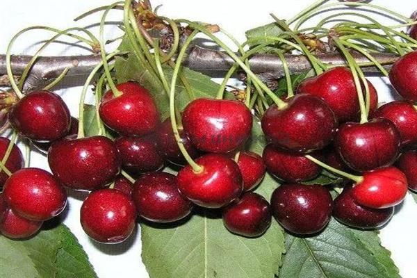 Cherry Wettbewerberfoto