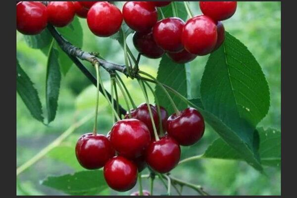 Cherry Krasa Tataria