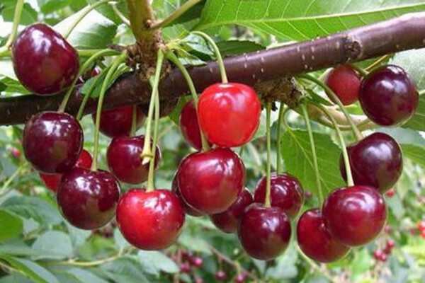 Cherry Lebedyanskaya