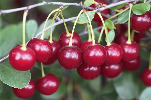 Larawan ng Cherry Dream Trans-Urals