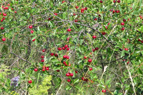 Cherry Novoaltaiskaya photo