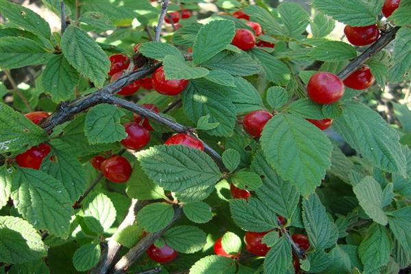 Cherry Okeanskaya virovskaya litrato