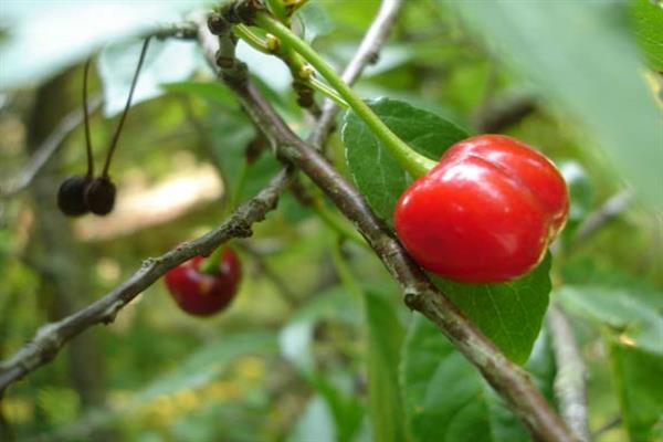 Cherry Memory Shcherbakov photo