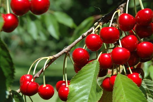 Larawan ng Sumunod na Cherry