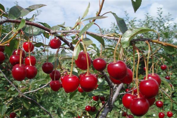 Cherry Shakirovskaya litrato