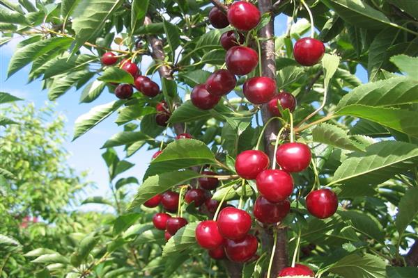 Cherry Ukrainka photo