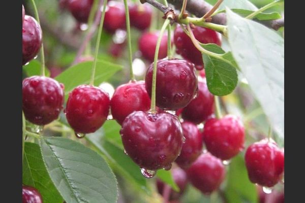 Cherry Volochaevka