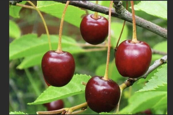 Cherry Volochaevka