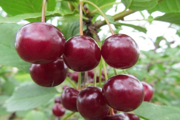 Cherry Vianok