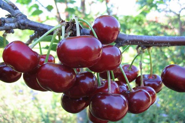 Fotografija Cherry Zhivitsa