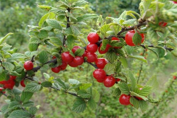 Cherry autumn Virovskaya photo