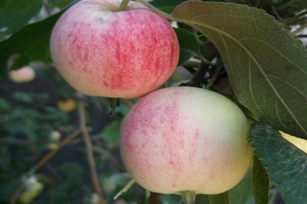 Puno ng apple Altai na mapula ang larawan